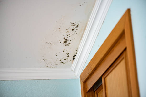 Best Commercial Mold Removal  in Plano, IL