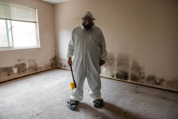 Best Black Mold Removal  in Plano, IL